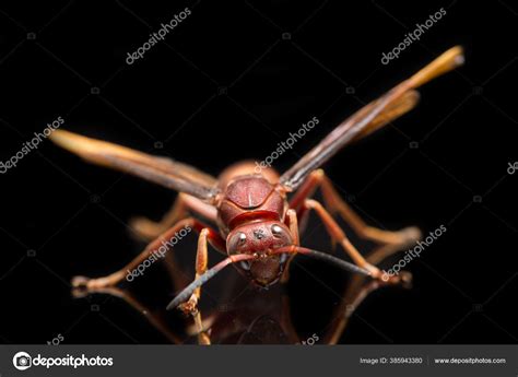 Polistes carolina, paper wasp, red wasp